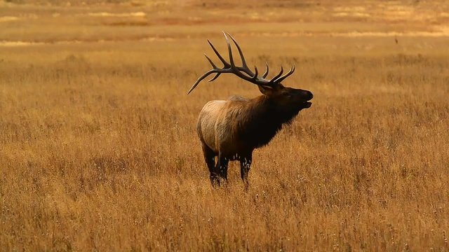 Bull elk bugling during fall rut in the Colorado Rocky Mountains