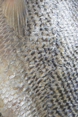 Overfishing fish scales background