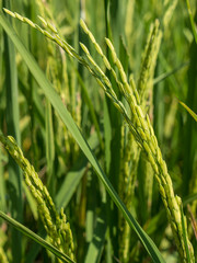 Spike in rice field
