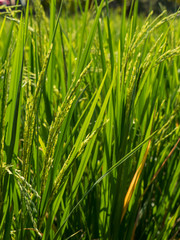Fototapeta na wymiar Spike in rice field