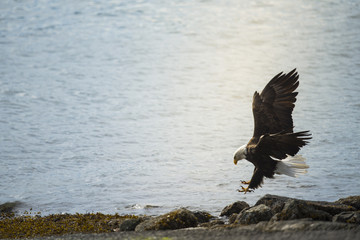 Obraz premium Wild Bald Eagle on the coast Haida Gwaii British Columbia Canada