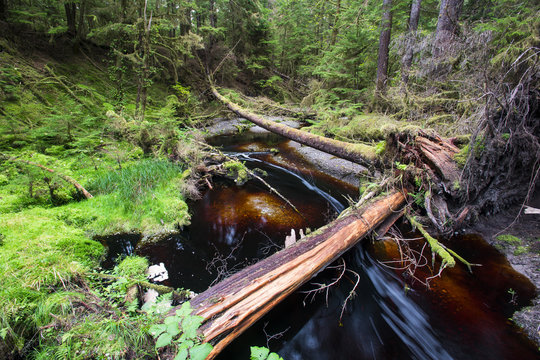Fototapeta Old Growth Forest