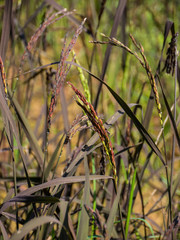 Spike in rice field