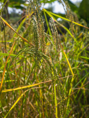 Spike in rice field