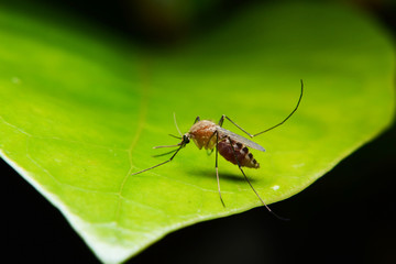 mosquito on green leaf © maewshooter