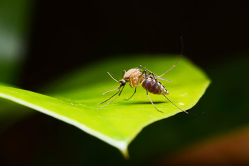 mosquito on green leaf - obrazy, fototapety, plakaty