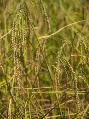 Spike in rice field