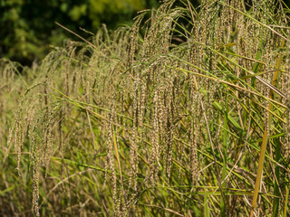 Spike in rice field