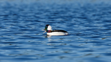 A male Bufflehead Duck swimming with wide beak expression in a pond with ripples on a sunny day.