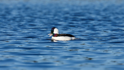 A male Bufflehead Duck swimming with open beak in a pond with ripples on a sunny day.