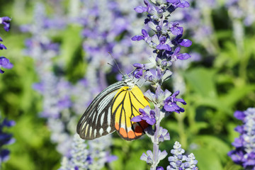Monarch Butterfly on the  Lavender