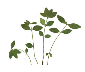 Leaves of cherry wood. Herbarium. Dried herbs. Composition of the leaves on a white background. 