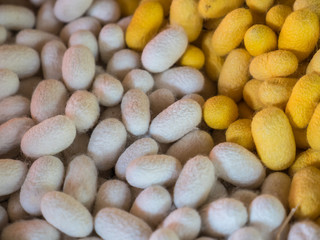 Silkworm Cocoons