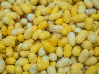 Silkworm Cocoons