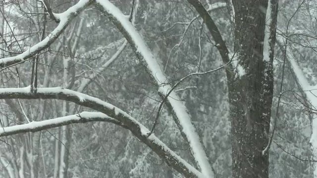 Winter tree branches with snow falling.