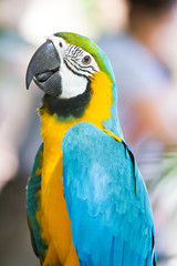 beautiful Blue-and-yellow Macaw (Ara ararauna)