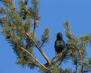 A European Starling with a watchful eye perched in an evergreen tree on a sunny day.