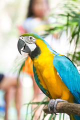 beautiful Blue-and-yellow Macaw (Ara ararauna)