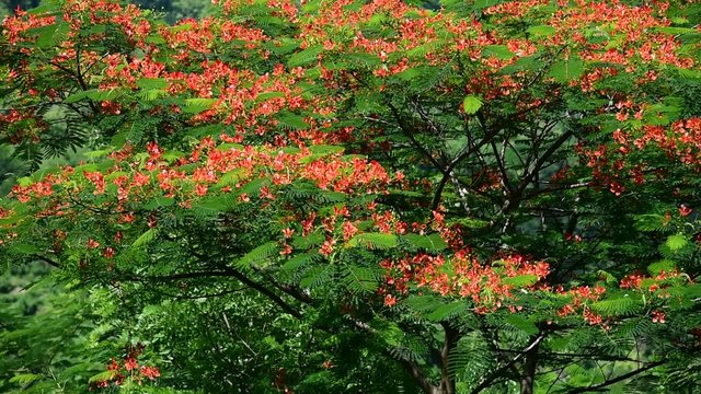 White butterflies feeding on the red flowers of Royal Poinciana tree, Java, Indonesia