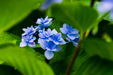 Hydrangea