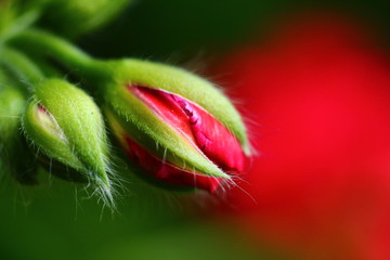 bouton de g&eacute;ranium