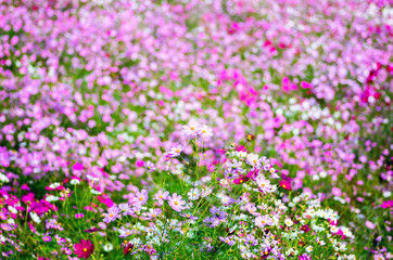 cosmos flower
