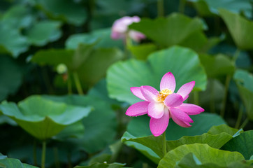 Ancient lotus