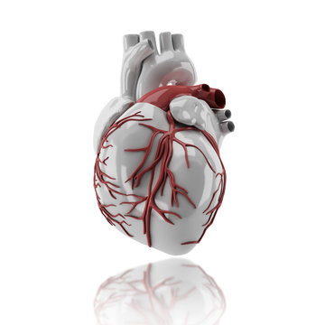 Human heart anatomy 3d render image in isolate background 