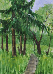 Spruce in the forest. Watercolor painting