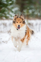 Rough collie dog running in winter