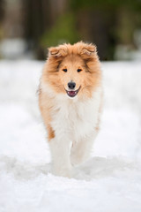 Rough collie puppy running in winter