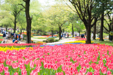 Tulip at showa memorial park,tokyo,tour of japan