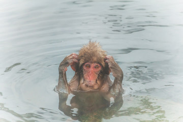愛らしい温泉のおさるさんMonkey of the couple of the hot spring