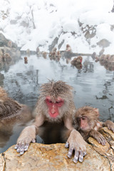 Obraz premium 愛らしい温泉のおさるさんMonkey of the couple of the hot spring