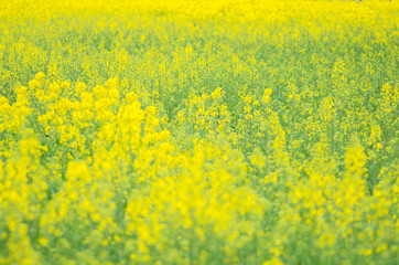 canola flower