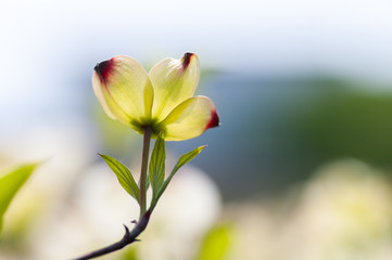 Dogwood flower