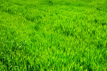 green field