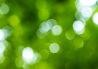 Fototapeta premium Natura bokeh