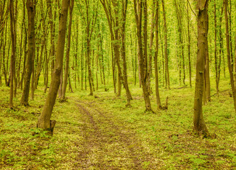 Green forest background
