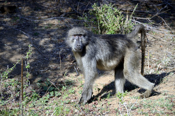 Monkey, Kruger National Park, South Africa