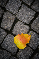 Leaf on cobblestones