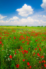 Fototapeta na wymiar Beautiful poppy field