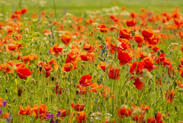 Beautiful poppy field