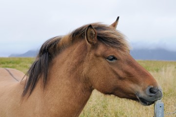 Horse head in Iceland 