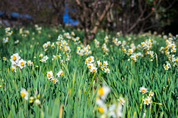 narcissus flower at hota area chiba,tourism of japan