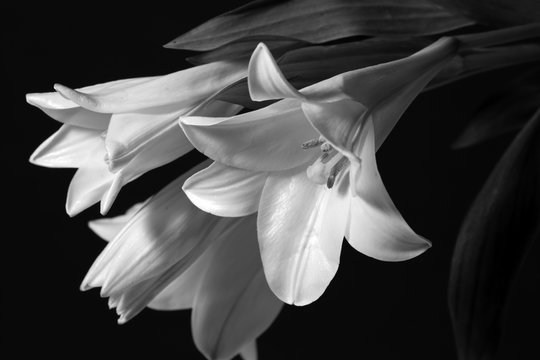 Fototapeta lilies monochrome image