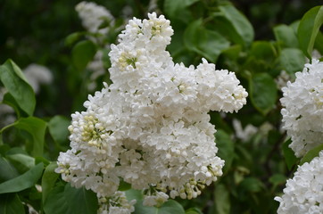 White lilac flowers in summer 