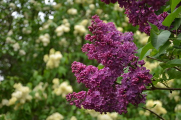 Purple lilac flowers in the garden 