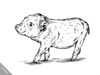 brush painting ink draw pig illustration