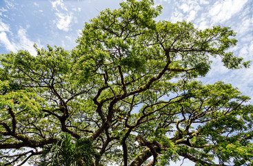 Limbs on Giant Saman Tree